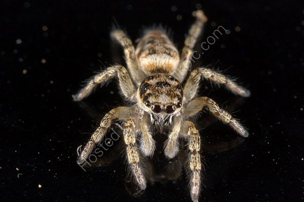 jumping spider